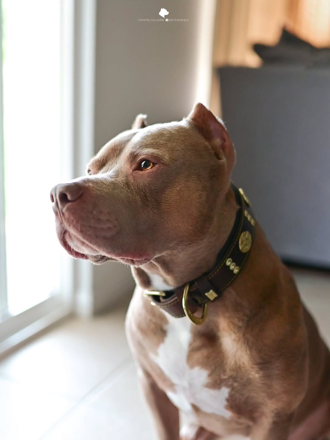 The "Maximus" collar 2.5 inch wide brown & gold