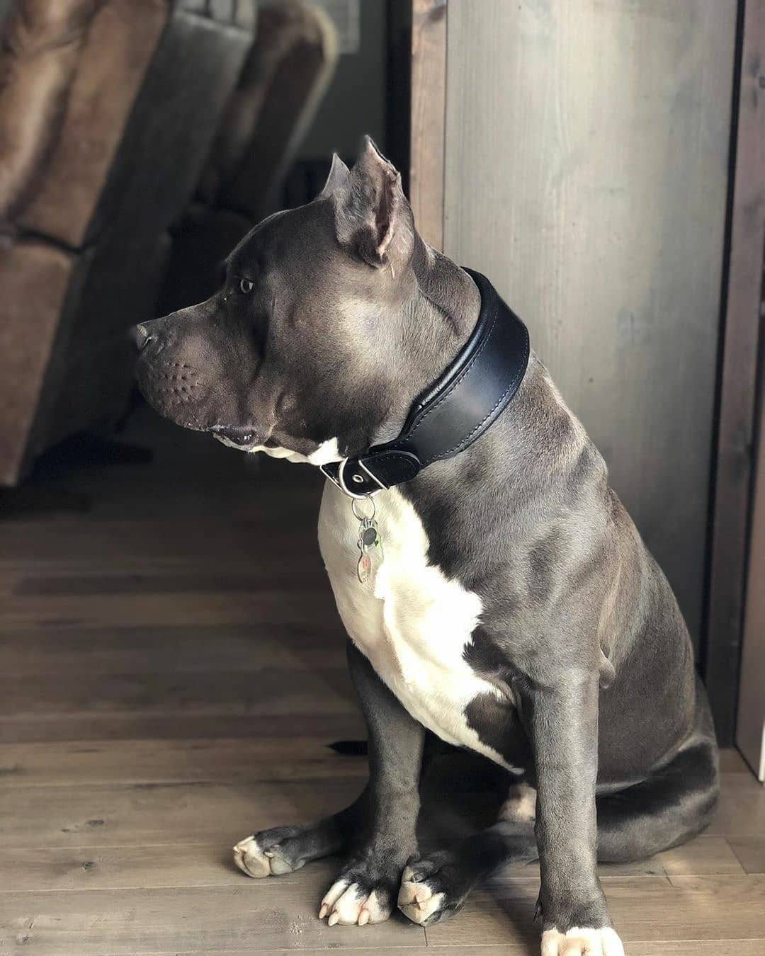"Stylish" 2 inch wide dog collar
