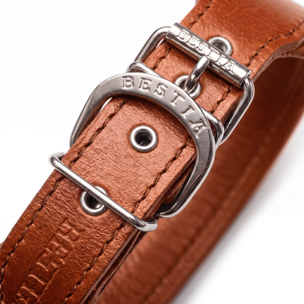 "Stylish" 2 inch wide dog collar